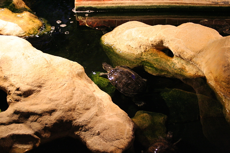 Killikus&reg; Fotographie